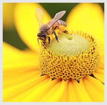 Honey Bees Facts, Overview, Identification | NJ Pest Control